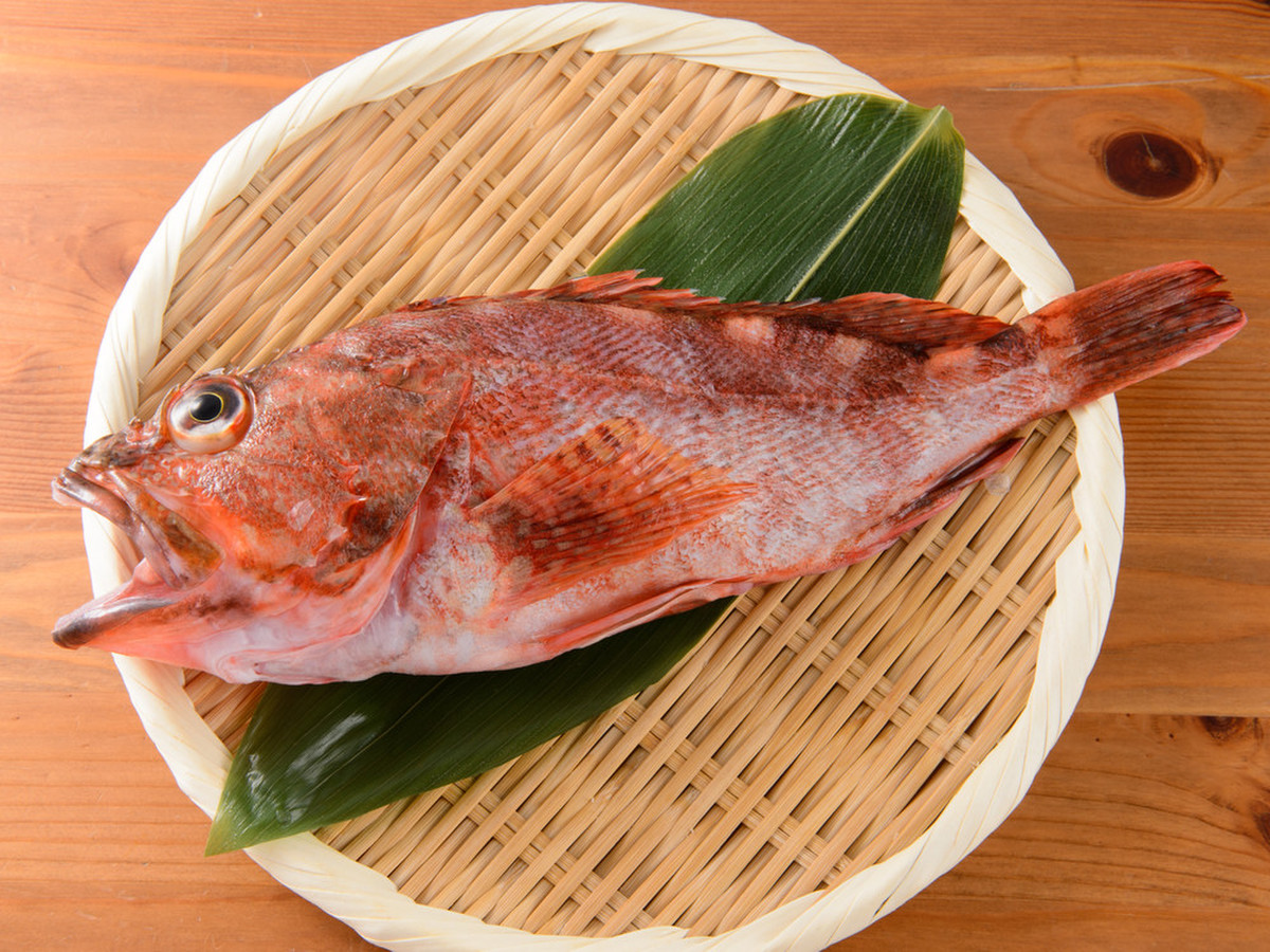 鮮魚卸 ムラマツ おまかせ丸魚b 内臓 うろことり 1 2尾 クックパッドマート 毎日が楽しみになる 食材店 鮮魚卸 ムラマツ おまかせ丸魚b 内臓 うろことり 1 2尾 クックパッドマート 毎日が楽しみになる 食材店