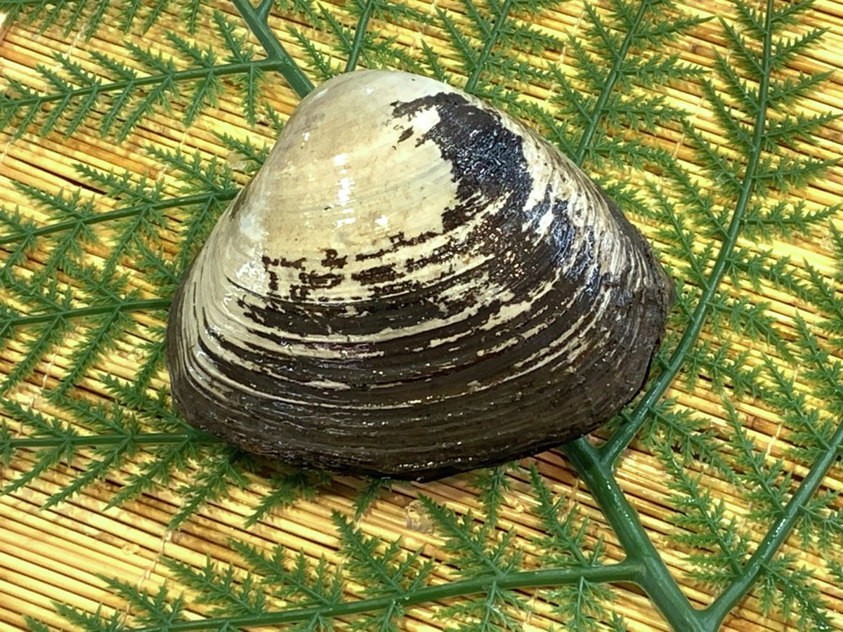 活ホッキ貝１ケ 生食用 クックパッドマート 毎日が楽しみになる 食材店