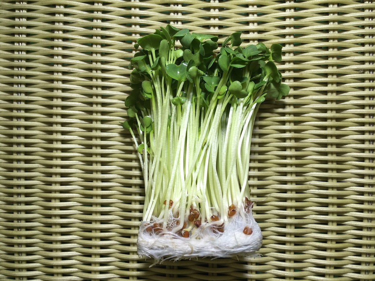 かいわれ大根 クックパッドマート 毎日が楽しみになる 食材店 かいわれ大根 クックパッドマート 毎日が楽しみになる 食材店