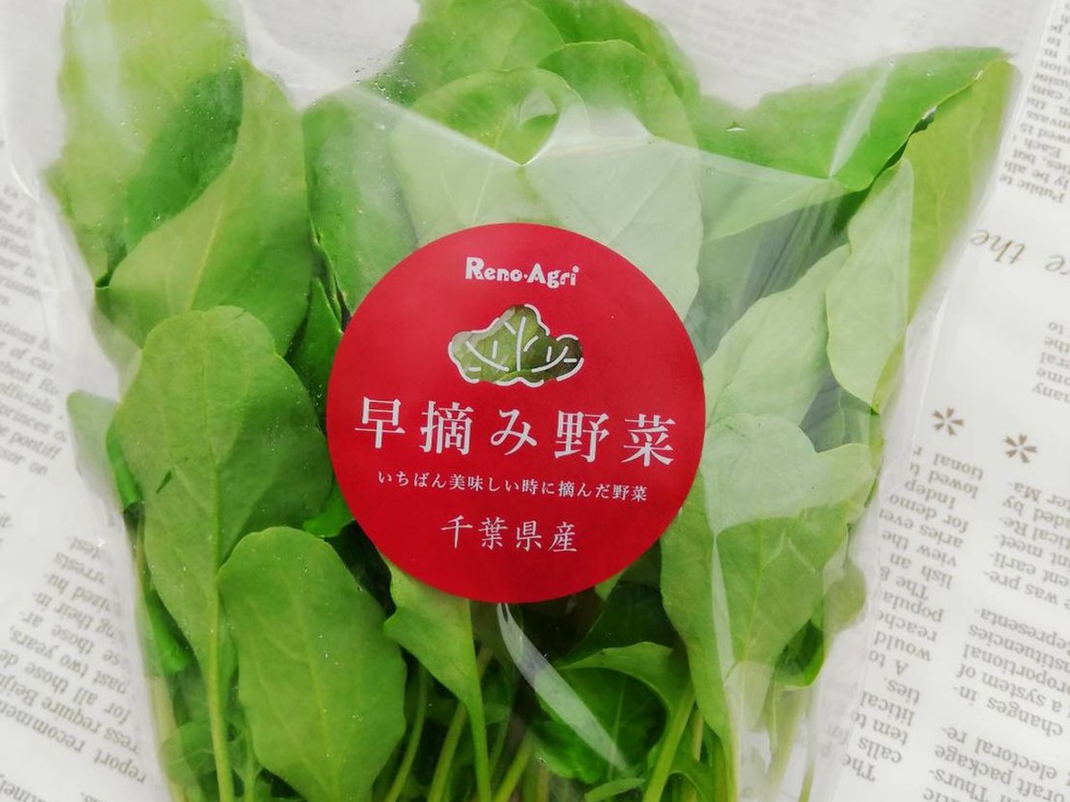 ノート 水彩画風イラスト A5 ふさ付き 桃の木と扇子 紐とじ 最安価格 ふさ付き