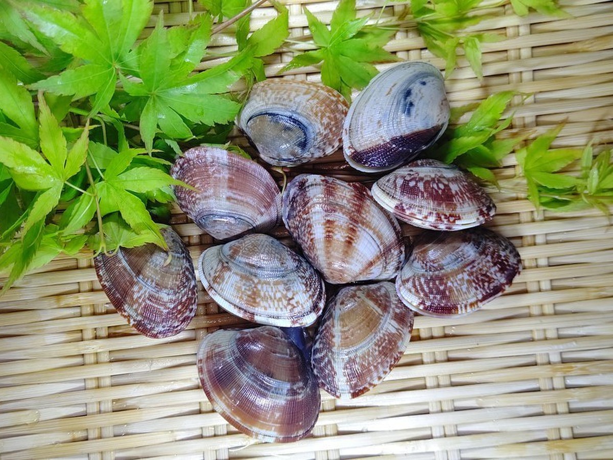 あさり2lサイズ 天然 短時間加熱処理済 クックパッドマート 毎日が楽しみになる お買いもの