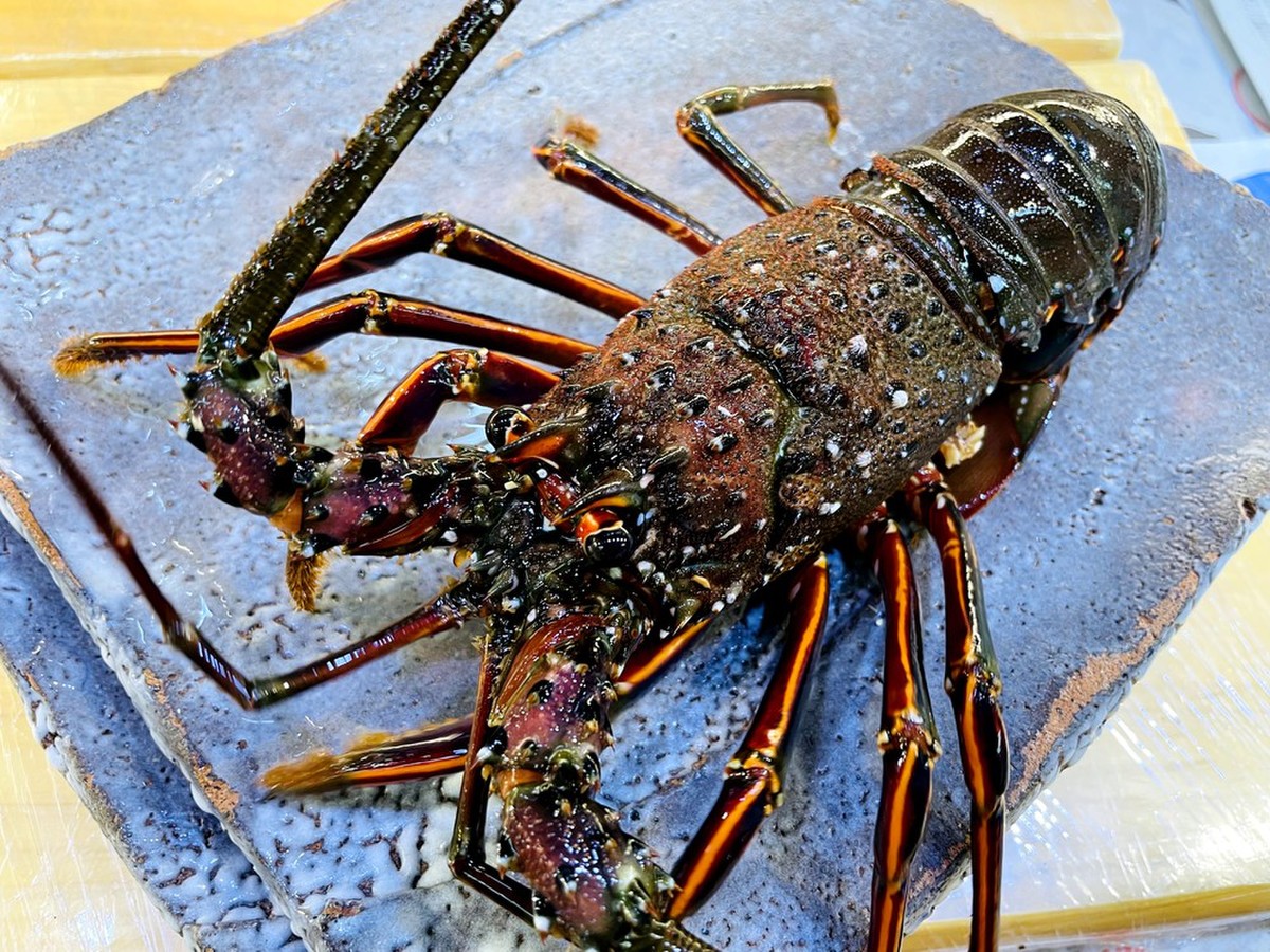 小田原産 活伊勢海老 1尾 生食用 クックパッドマート 毎日が楽しみになる 食材店