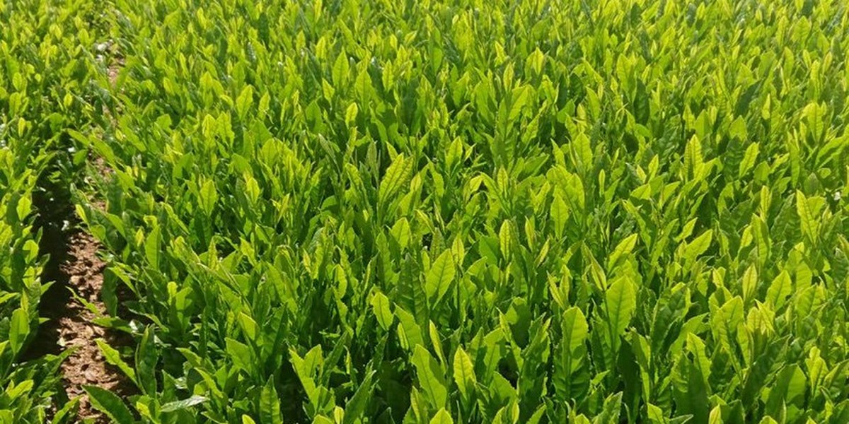 お茶の碧里園 クックパッドマート 毎日が楽しみになる お買いもの