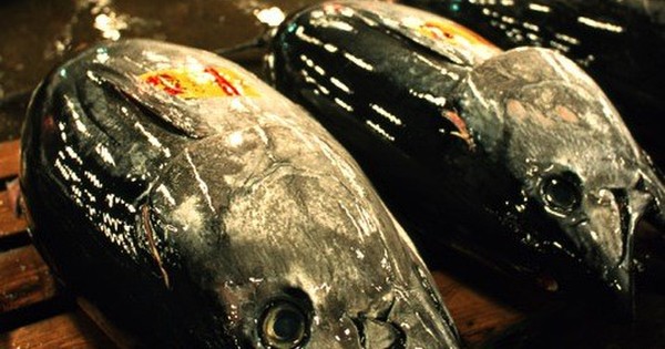 男の鮪料理 マグロには男の夢がある クックパッドニュース 男の鮪料理 マグロには男の夢がある クックパッドニュース