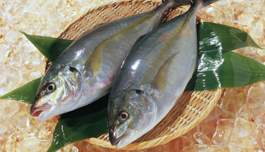 スーパーの魚はすべて食べつくした！？魚のエキスパート☆さかなクンが教える絶品レシピ～「あさイチ」から～ | クックパッドニュース