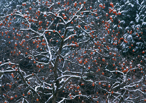 11月22日 小雪 あったかドリンクで風邪予防を 美味しい二十四節気 クックパッドニュース