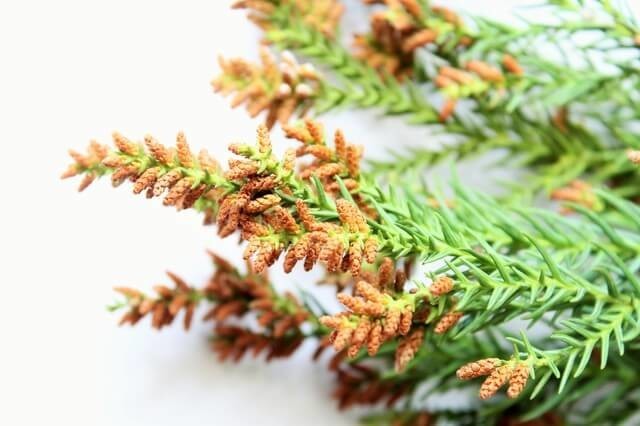 花粉症対策に!自分に合ったヨーグルトを選ぶコツとは?