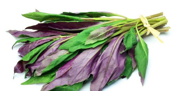 この夏はネバネバで乗り切ろう 旬の３大ネバネバ葉野菜に注目 クックパッドニュース