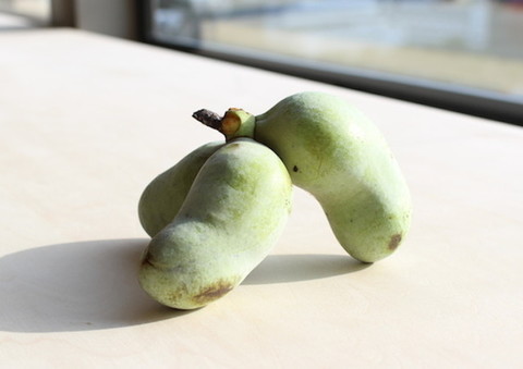 幻の果物 ポポー を試してみた クックパッドニュース 幻の果物 ポポー を試してみた クックパッドニュース