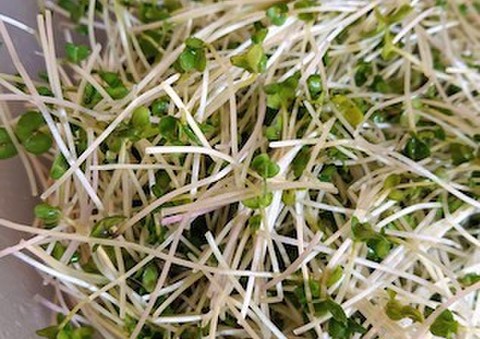 なるほど便利 ブロッコリースプラウト の種が取れる洗い方 クックパッドニュース