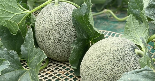 メロン農家が直伝 これから旬を迎える おいしいメロンの見分け方 クックパッドニュース メロン農家が直伝 これから旬を迎える おいしいメロンの見分け方 クックパッドニュース