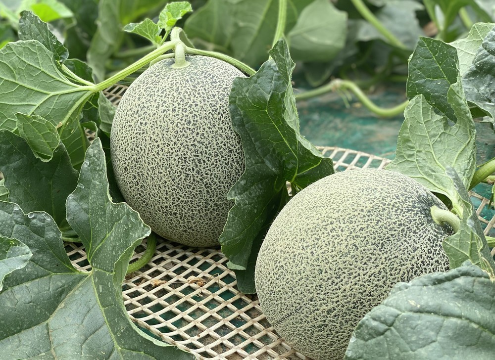 クックパッドニュース メロン農家が直伝 これから旬を迎える おいしいメロンの見分け方 毎日新聞 クックパッドニュース メロン農家が直伝 これから旬を迎える おいしいメロンの見分け方 毎日新聞