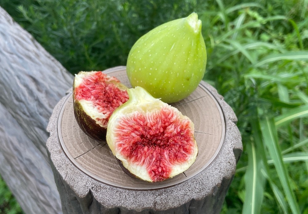 農家に聞く 驚くほどの甘さと味の濃さが絶品 旬の いちじく のおすすめの食べ方とは クックパッドニュース
