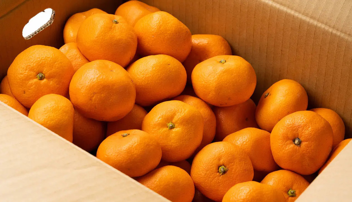 みかんやりんごを長持ちさせる裏ワザはこれ！12月に最も読まれた「裏