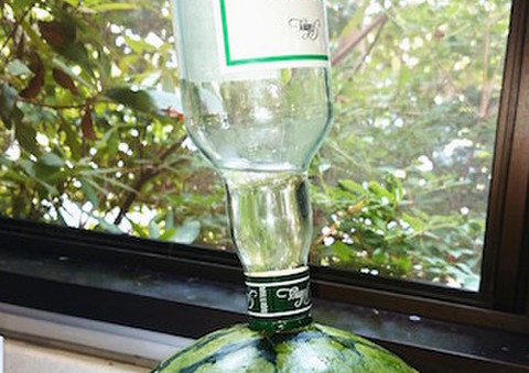 試してみた 衝撃の アルコールすいかボール ってどんな味 クックパッドニュース