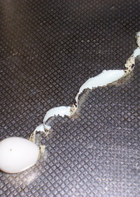 クルクルッとむけて楽しいうずら卵の剥き方