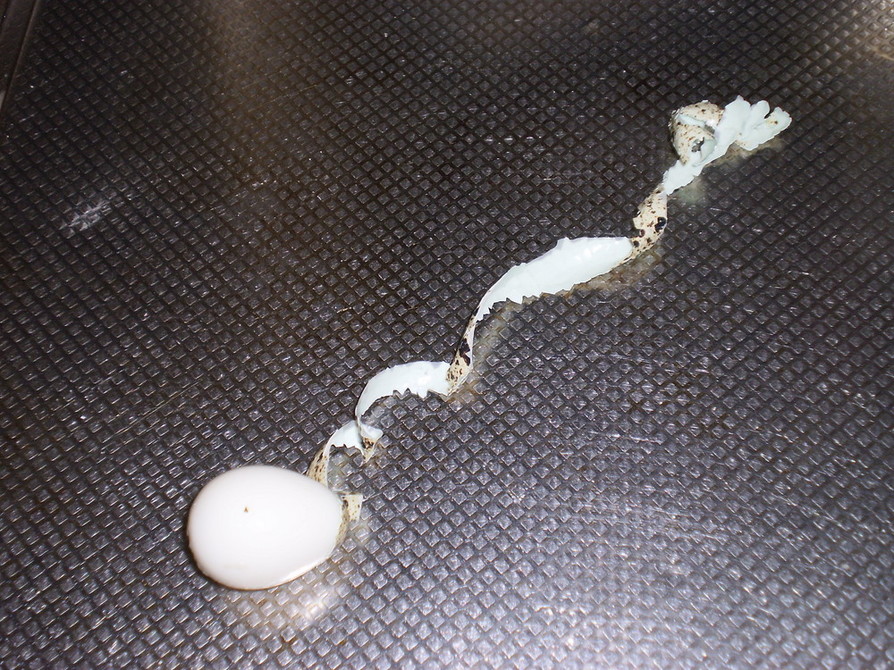 クルクルッとむけて楽しいうずら卵の剥き方の画像