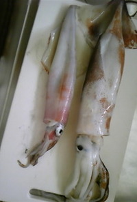 【お魚】スルメイカのさばき方