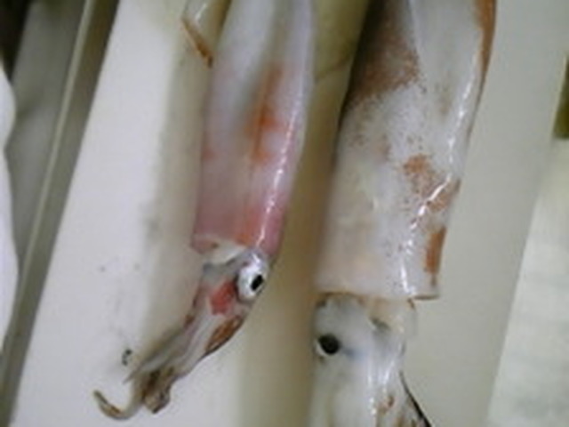 お魚 スルメイカのさばき方 レシピ 作り方 By Sakanacchi クックパッド 簡単おいしいみんなのレシピが356万品