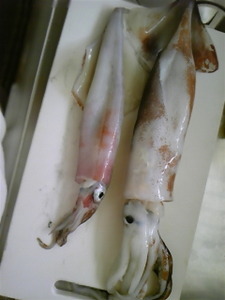 【お魚】スルメイカのさばき方の画像