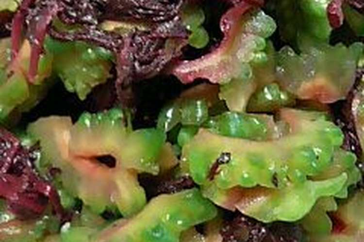 ゴーヤの赤しそ漬け レシピ 作り方 By くぼぴょん クックパッド 簡単おいしいみんなのレシピが358万品