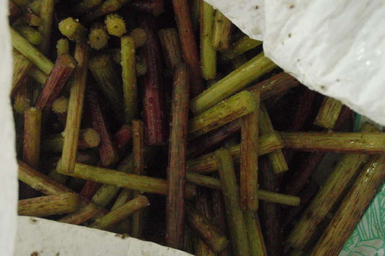 野蕗を美味しく下処理 レシピ 作り方 By オーブル クックパッド 簡単おいしいみんなのレシピが365万品