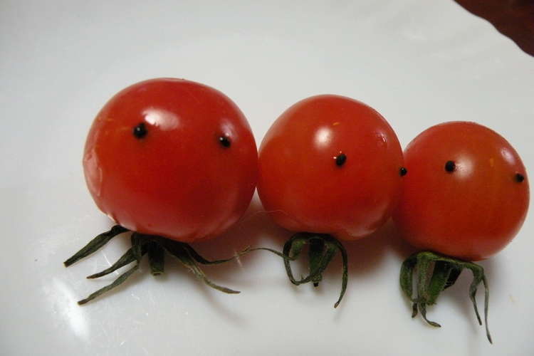 お弁当にも プチトマト星人 レシピ 作り方 By ｈａｙａコック クックパッド 簡単おいしいみんなのレシピが359万品