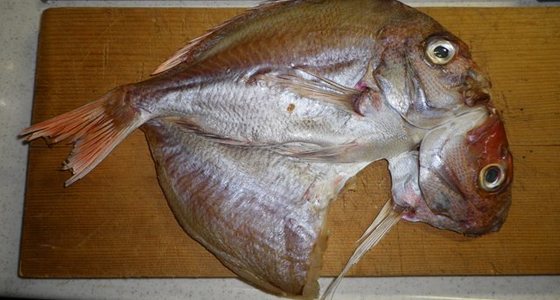 天然真鯛の手作り干物 レシピ・作り方 by ゴイ51 【クックパッド】 簡単おいしいみんなのレシピが378万品