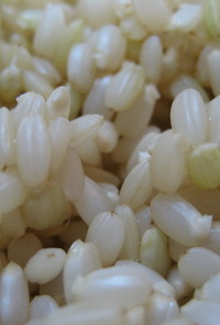 簡単☆発芽玄米の作り方！