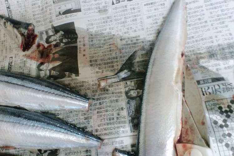 さんまや魚をさばくなら レシピ 作り方 By 今夜も一杯 クックパッド 簡単おいしいみんなのレシピが361万品