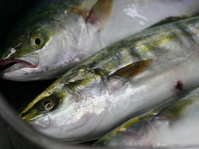 ふくらぎ料理 刺身 レシピ 作り方 By くまのみくん クックパッド 簡単おいしいみんなのレシピが364万品