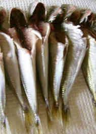 みんなが作ってる 豆あじ 刺身のレシピ クックパッド 簡単おいしいみんなのレシピが356万品