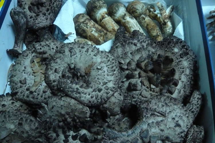 コウタケの下ごしらえ レシピ 作り方 By リアスねこ クックパッド 簡単おいしいみんなのレシピが376万品