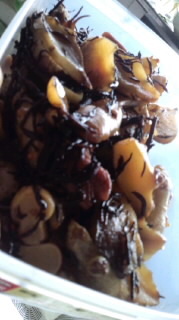 菊芋とひじきの梅煮の画像