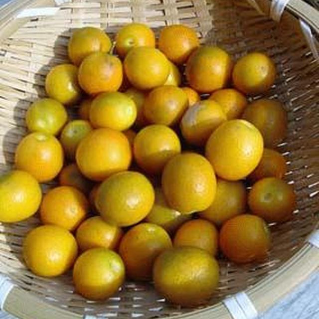 金柑 ホットティー 保存用金柑の砂糖煮 レシピ 作り方 By Noriy クックパッド 簡単おいしいみんなのレシピが352万品 金柑 ホットティー 保存用金柑の砂糖煮 レシピ 作り方 By Noriy クックパッド 簡単おいしいみんなのレシピが352万品