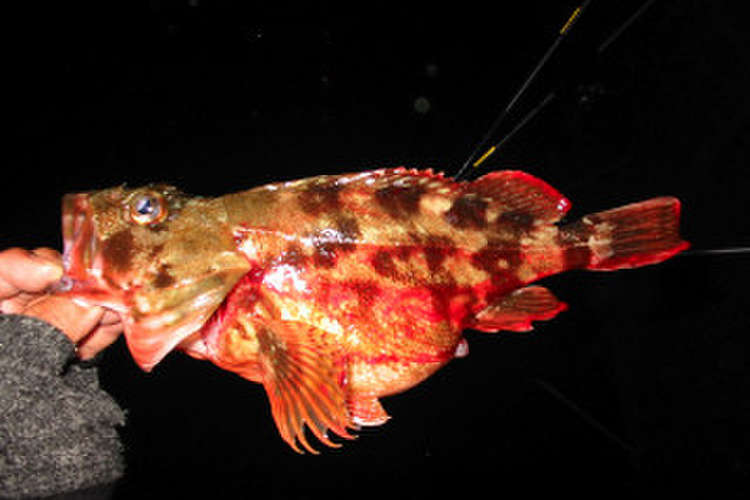 カサゴの唐揚げー野菜あんかけ レシピ 作り方 By おねえさん クックパッド 簡単おいしいみんなのレシピが356万品