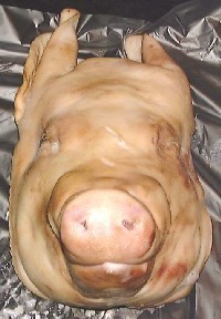 塩漬けした、ゆで豚の頭の画像