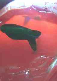 みんなが作ってる キュウリウオのレシピ クックパッド 簡単おいしいみんなのレシピが356万品