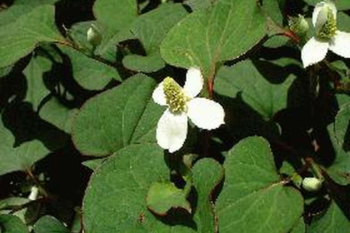 ドクダミのお酒 レシピ 作り方 By Minimini3298 クックパッド 簡単おいしいみんなのレシピが378万品