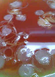 みんなの チャーハンのお供 レシピが53品 クックパッド