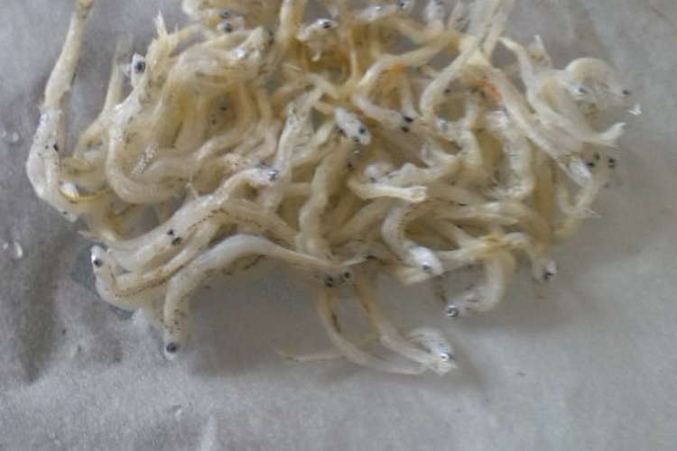 離乳食 簡単 赤ちゃんしらすセンベイ レシピ 作り方 By ひのまる団子 クックパッド 簡単おいしいみんなのレシピが360万品