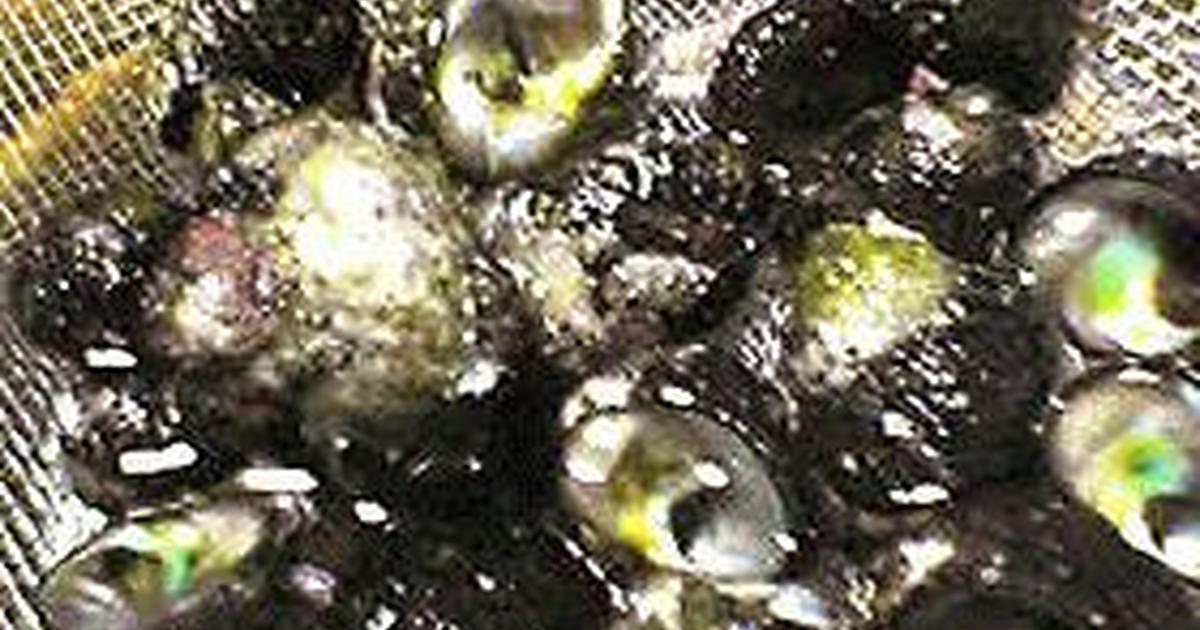 季節の定番 夏 1 ビーナの塩茹で レシピ 作り方 By うさぎや炊事堂 クックパッド 簡単おいしいみんなのレシピが361万品