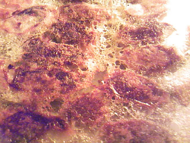 えびとキャベツと葱とパクチーの餃子の画像