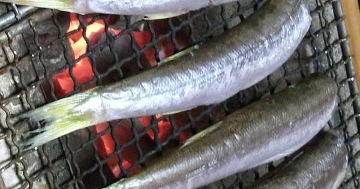 カマスとは一体どんな魚 人気のレシピ 食べ方 釣り方 さばき方を解説 釣りラボマガジン