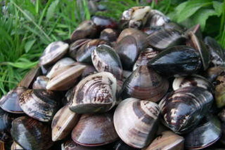 はまぐり 保存方法 レシピ 作り方 By シーアクジャパン クックパッド 簡単おいしいみんなのレシピが354万品