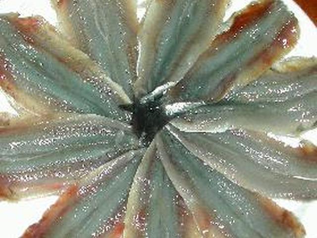 真イワシ カタクチイワシの刺身 レシピ 作り方 By ただっち クックパッド 簡単おいしいみんなのレシピが354万品