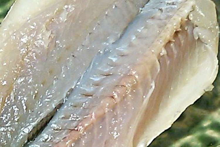 イシモチ 刺身