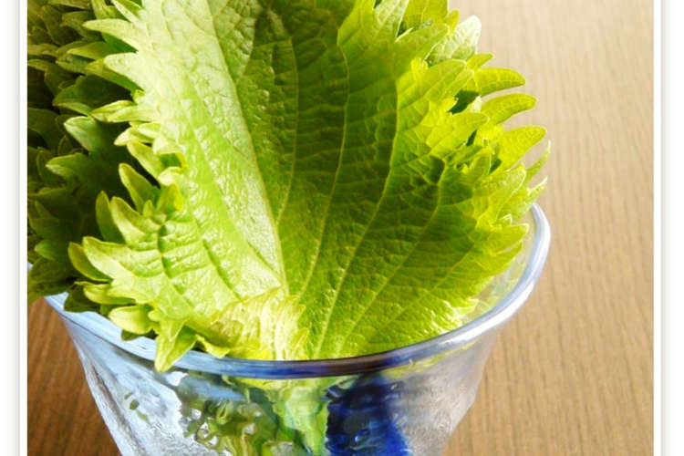 長持ち大葉 青じそ の保存法 レシピ 作り方 By ミナいちご クックパッド 簡単おいしいみんなのレシピが371万品