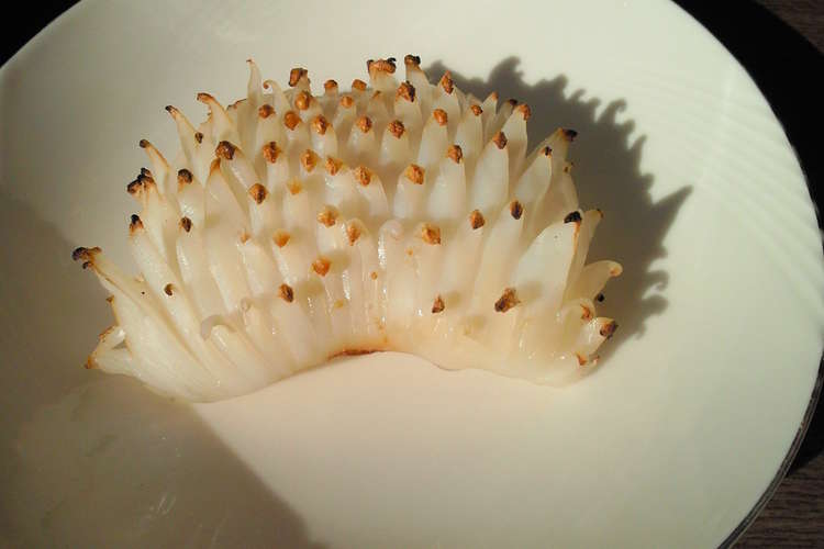 おせち いかの松かさ焼き レシピ 作り方 By Masas1958 クックパッド 簡単おいしいみんなのレシピが360万品
