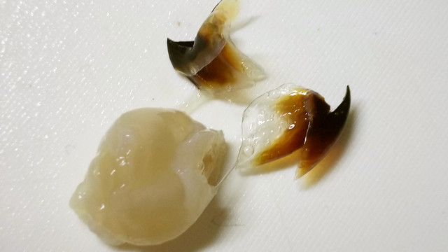 烏賊 イカ の くち を食する レシピ 作り方 By 玻瑠佳 Haruka クックパッド 簡単おいしいみんなのレシピが362万品